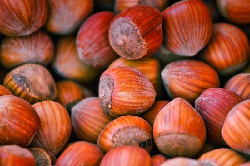 Domači lešniki varujejo vaše ožilje in srce pa še dobri so