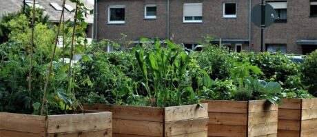 Visoka greda – način vrtnarjenja za vse generacije